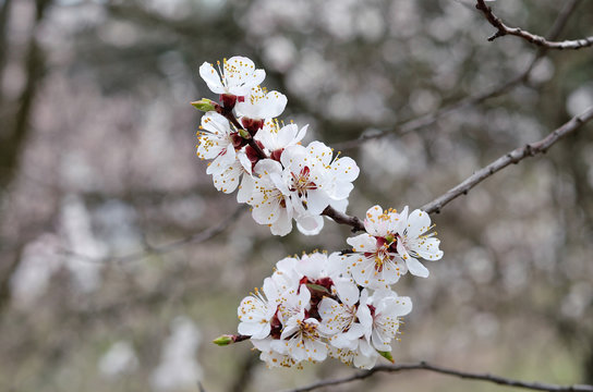 Spring photos, apricot branch with small white flowers