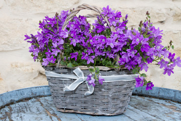 Fototapeta na wymiar Grey basket with a flowers violets -Harvest, agriculture