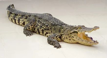 Printed roller blinds Crocodile crocodile