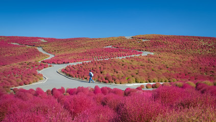 Beautiful kochias hill in autumn season at Hitachi seaside park , Ibaraki prefecture , Japan
