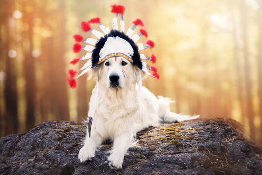 golden retriever dog in a native american headdress