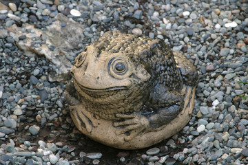 Stone toad