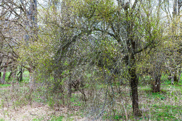 flowering acacia tree in in spring