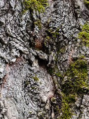 cracked bark of old poplar tree and green moss