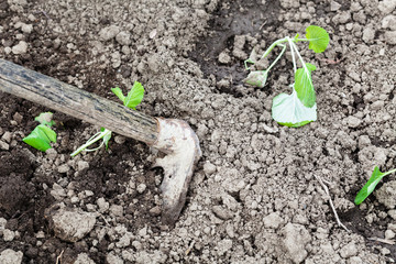 loosening beds with cabbage shoots by hoe