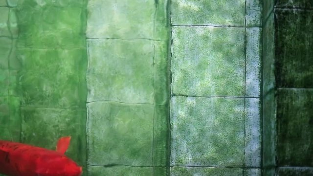 Soft focused big red ornamental Koi carp fish, swimming up old underwater pool stairs