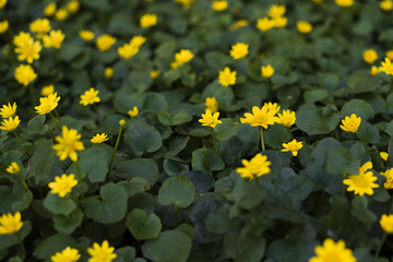 yellow spring flowers