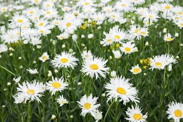 Fototapeta premium Flowers white daisies