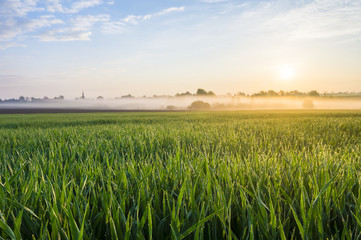 misty, sunny morning in the countryside
