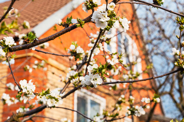 blossoming cherry and house in sunny spring day