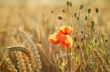 Poppy field, poppy in wheat and in the company of wild flowers
