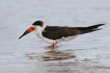 Black Skimmer Wading in Shallow Water - Florida
