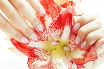 beauty delicate hands with pink Ombre design manicure holding flower amaryllis close up isolated warm macro © iordani