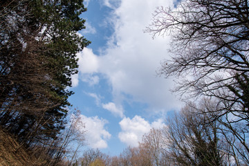 Sky in forest