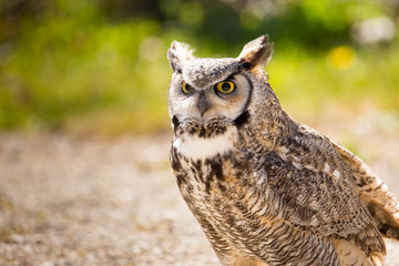 grand duc d'amérique