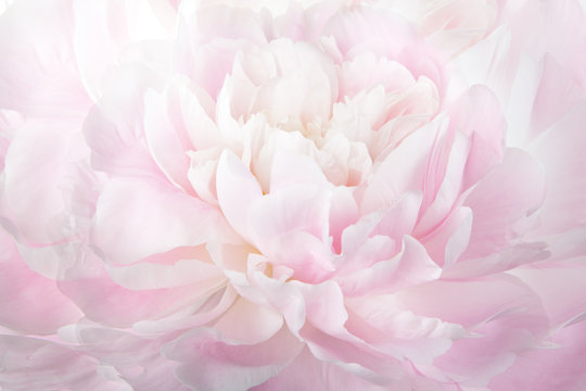 Floral abstract background, macro photography gentle pink peony