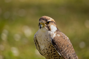 Faucon pelerin Rambouillet