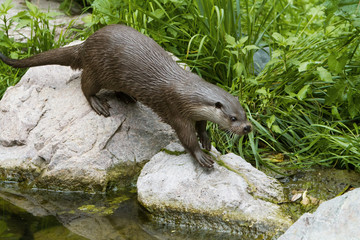 European Otter in water