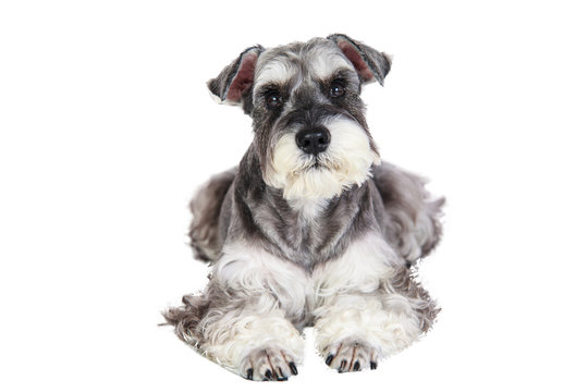 Miniature schnauzer isolated with white background