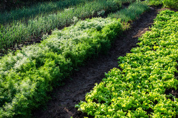 Fototapeta na wymiar Organic vegetable garden