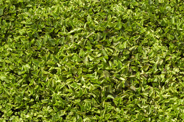 Water hyacinth green