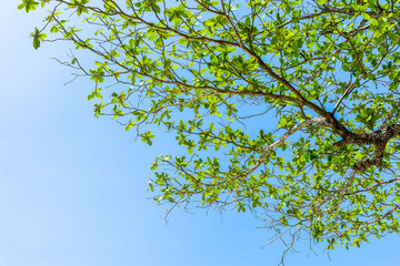 green leaf on the blue sky
