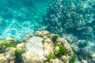 underwater view of coral fish