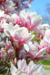 Obraz na płótnie Canvas Tulpen-Magnolie (Magnolia × soulangeana)