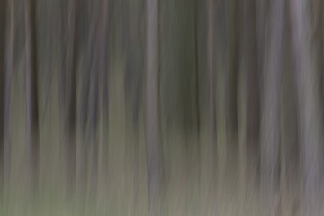 Abstract Pine Tree Blur by Panning