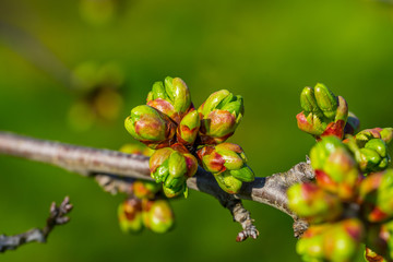 cherry tree with buds