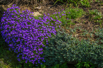 Purple Aubrieta flowers