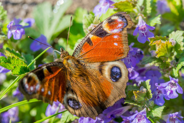 colorful peacock sitting on flowers