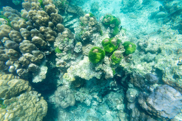 Naklejka na ściany i meble underwater view from snorkeling sport