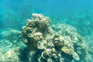 coral stone underwater on sun light