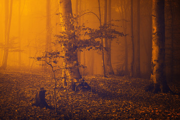 Fototapeta premium Spooky foggy forest