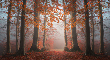 Obraz premium Fairy tale forest symmetry in the fog