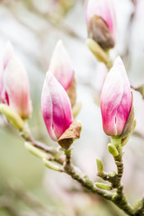 Obraz na płótnie Canvas pink magnolia tree blossoms