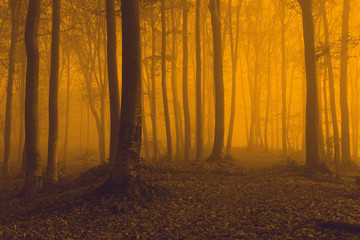 Strange fog in the forest during autumn