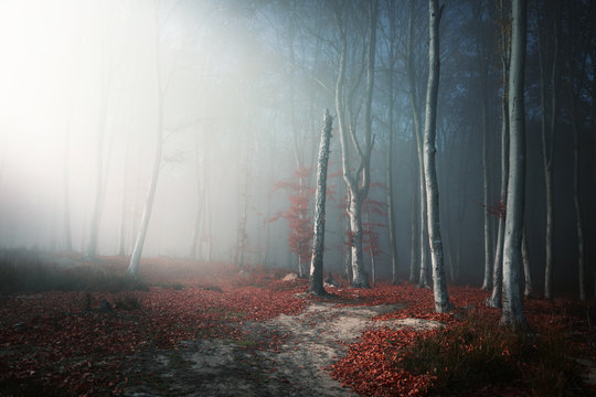 Fototapeta Light through the trees in foggy forest
