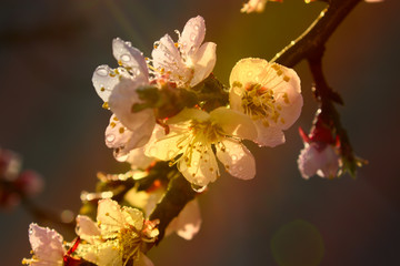 blossom branch close-up, The buds on the branches of a tree apri
