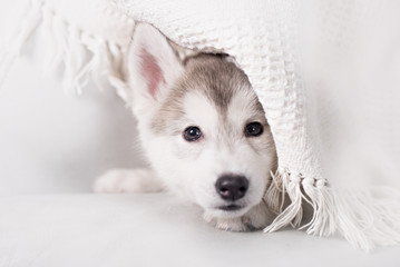 Cute little puppy sit on white background - obrazy, fototapety, plakaty