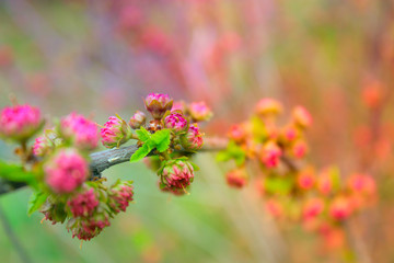 branch with little pink flowers, flowers in the garden at spring