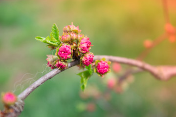 branch with little pink flowers, flowers in the garden at spring