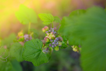 young spring green leaves of black currant bush on blurry natura © Kate Pasechnik