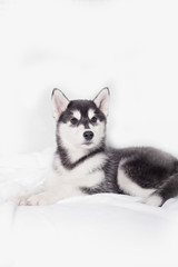 Cute little puppy sit on white background