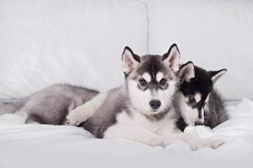 Cute little puppy sit on white background