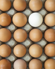 Group of identical chicken eggs except one