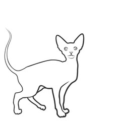 Sketch of domestic cat.