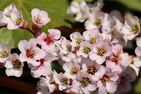 Blüten von Bergenien hellrosa