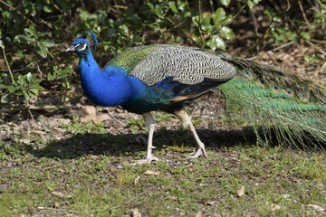 Obraz premium Male peacock on grassy field